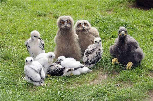 幼禽,猎鹰,欧亚混血,白尾,海鹰,白尾海雕,动物园,北莱茵威斯特伐利亚,德国,欧洲