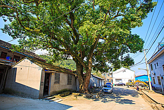 鄞州,东吴镇,乡村,村庄,老房子,古树,小河