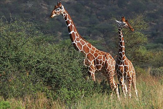 长颈鹿,萨布鲁国家公园,肯尼亚,非洲