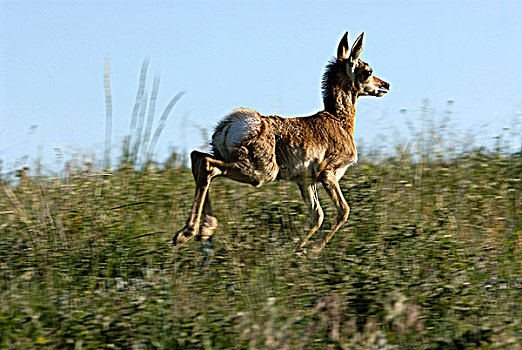 叉角羚,北美叉角羚,跑,栖息地,卡斯特州立公园,南达科他,美国