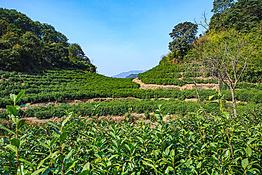 茶园,雪岭寺