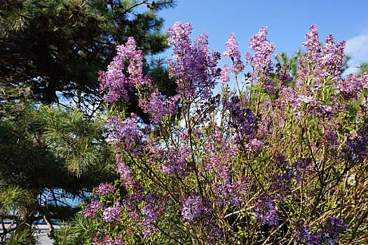 丁香花