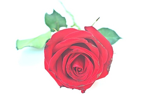 漂亮,红玫瑰