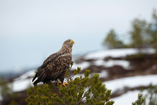 白尾鹰,海鹰,挪威,欧洲