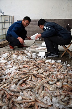 山东省日照市,海捕大虾新鲜上岸,渔民忙着加工冷藏期待卖个好价钱