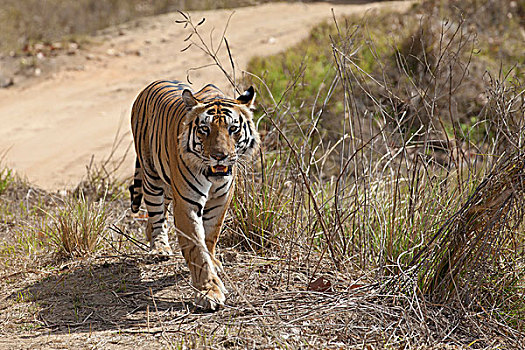 印度虎,虎,成年,走,旁侧,甘哈国家公园,中央邦,印度,亚洲