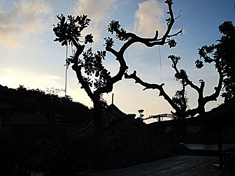 植物剪影泰国热带树木蓝天