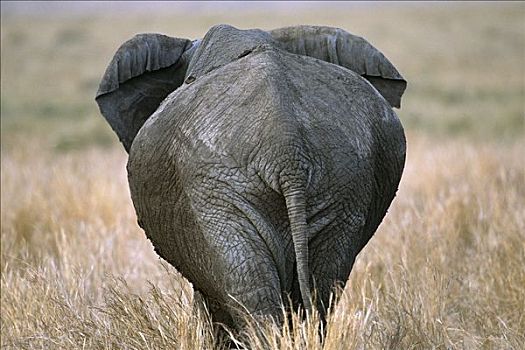 非洲象,后面,雌性,马赛马拉国家保护区,肯尼亚,非洲