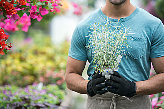 男青年,工作,温室,满,开花植物