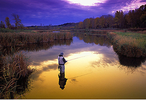 后视图,人,钓鱼,河,日落,弓河,艾伯塔省,加拿大