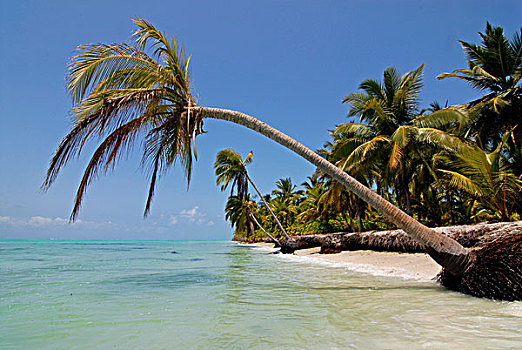棕榈树,海滩,阿拉伯海,南印度,亚洲