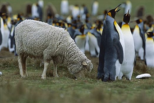 帝企鹅,生物群,家羊,绵羊,自愿角,东福克兰,岛屿,福克兰群岛