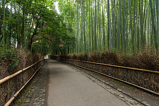 竹林,岚山,京都