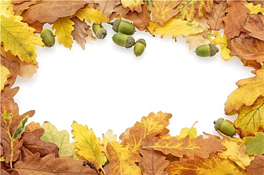 秋天,橡树叶,橡子,边界