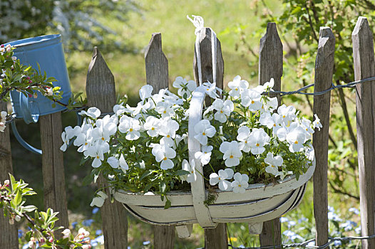 篮子,角堇,白色,花园栅栏