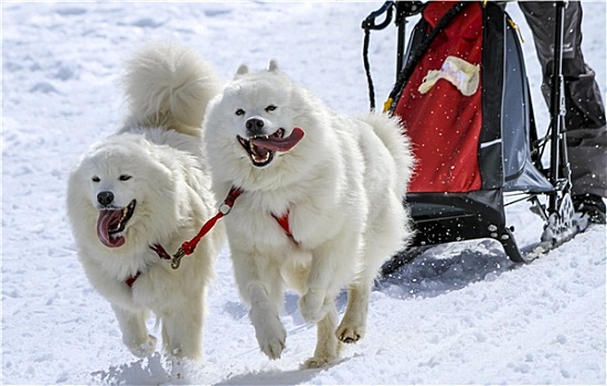 雪撬,狗,速度,比赛,苔藓,瑞士