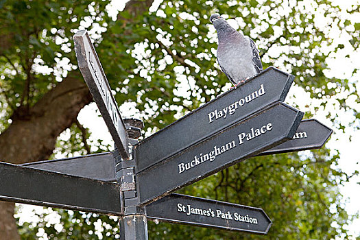 鸽子,栖息,签到,圣詹姆斯公园,伦敦