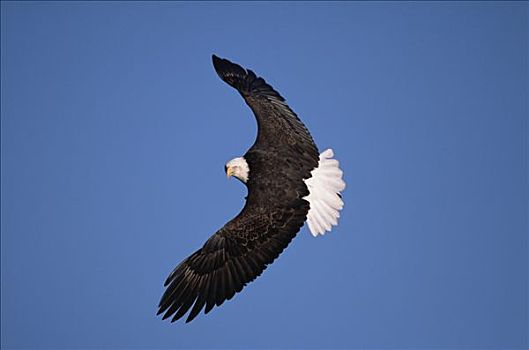 白头鹰,海雕属,雕,飞,清晰,蓝天,南,中心,阿拉斯加