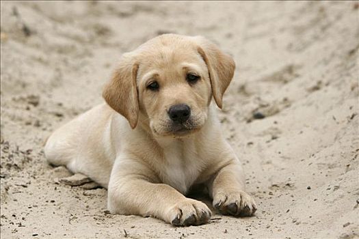 黄色拉布拉多犬,小狗,卧,沙子