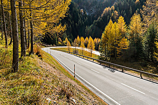 急转弯,弯曲,道路,秋天,瑞士,欧洲