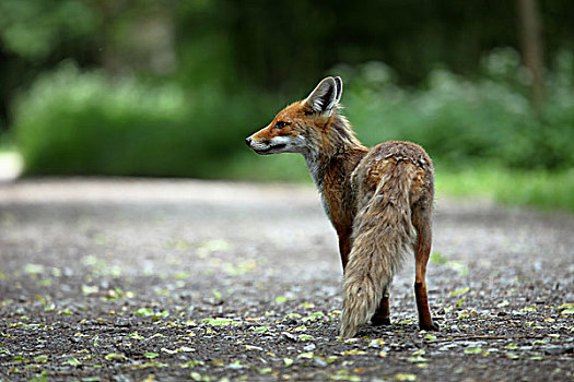 红狐,森林