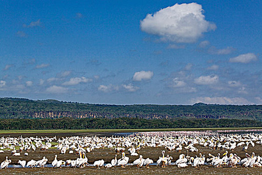 白色,鹈鹕,白鹈鹕,纳库鲁湖国家公园,肯尼亚