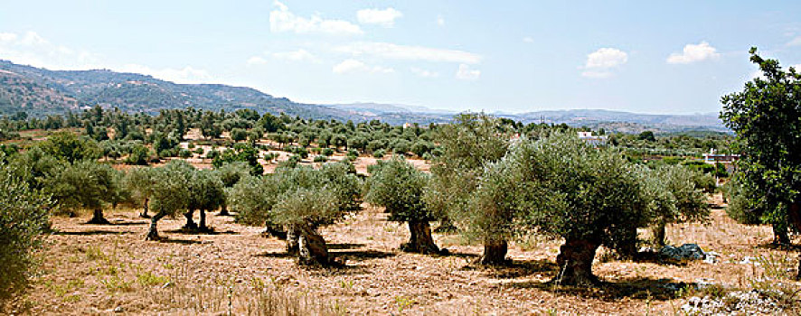 橄榄林,中心,克里特岛,希腊,高度,夏天,橄榄油,制作,产业