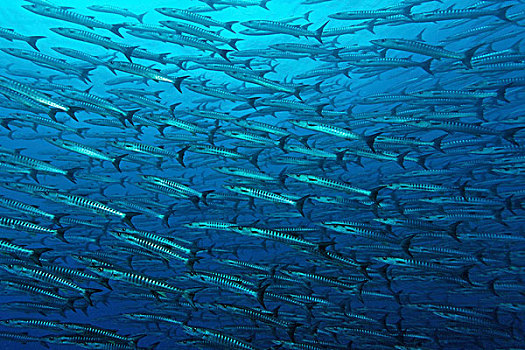 鱼群,梭鱼,梭鱼属,靠近,巴拿马,太平洋,水下