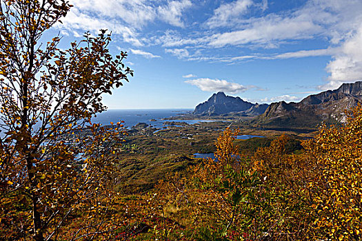 山,秋天,树,彩色,叶子,风景,罗弗敦群岛,挪威