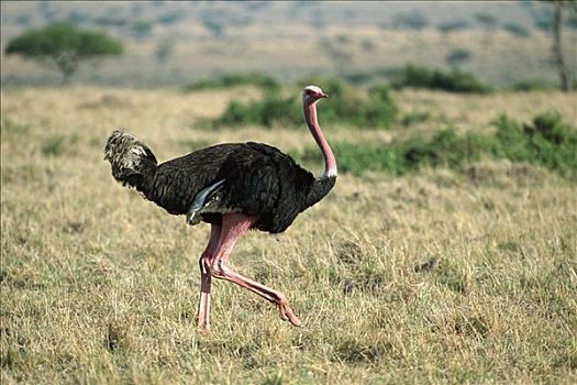 鸵鸟,鸵鸟属,皮肤,红色,求爱,马赛马拉国家保护区,肯尼亚