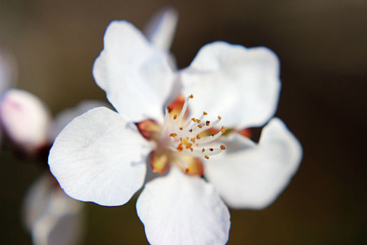 桃花灼灼