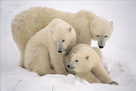 北极熊,母兽,幼兽,雪中,丘吉尔市,曼尼托巴,加拿大