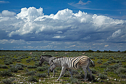 马,斑马,埃托沙国家公园,纳米比亚,非洲