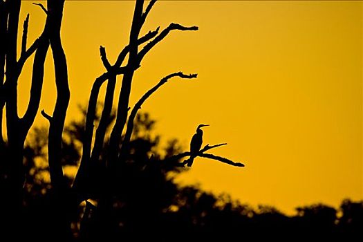 鹈,日落,奥卡万戈三角洲,博茨瓦纳,非洲