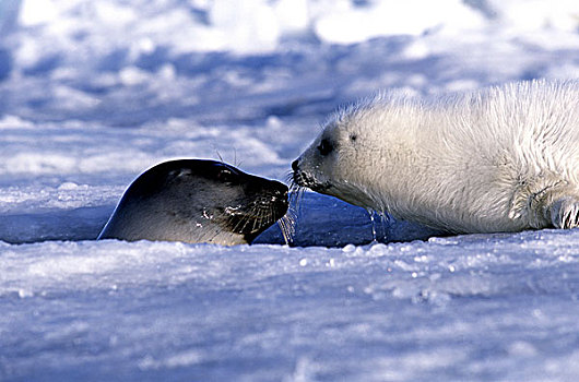 鞍纹海豹,幼仔,妈妈,冰,魁北克,加拿大
