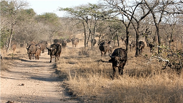 牧群,非洲水牛,克鲁格国家公园