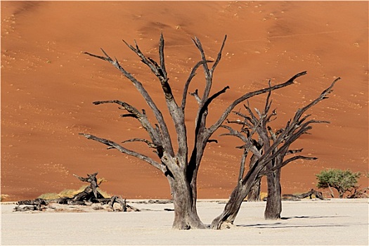 美景,隐藏,纳米布沙漠