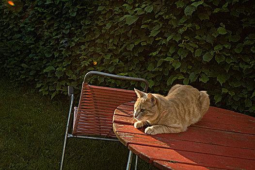 猫,花园桌