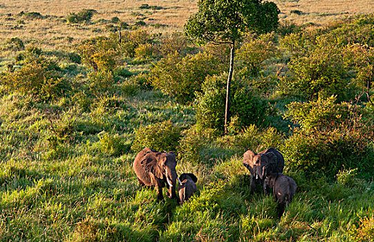 肯尼亚,马赛马拉,俯视,大象,热气球,上方,麦赛-玛拉国家公园,日出