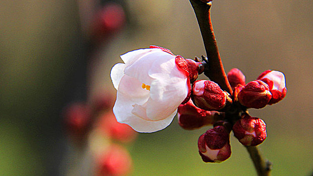 梅花