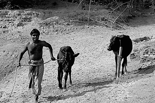 孟加拉,农民,走,母牛,2007年