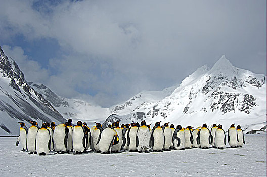 国王,企鹅,成年,多,站立,一起,雪,遮盖,露脊鲸湾,南乔治亚,大西洋