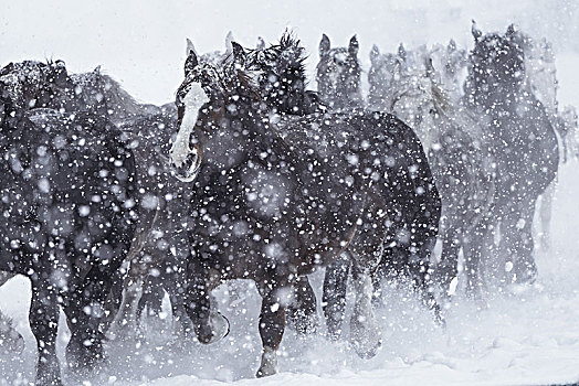 马,跑,雪中,地点