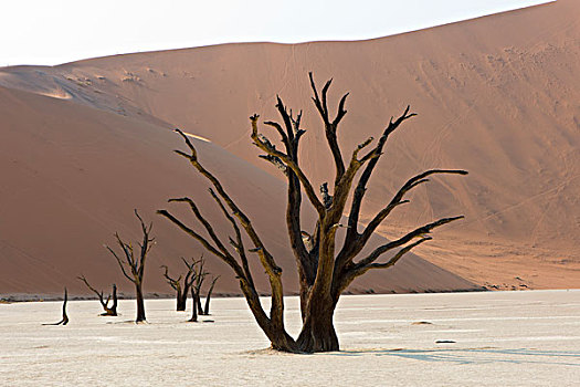 死,骆驼,刺,树,刺槐,死亡谷,索苏维来地区,纳米布沙漠,纳米比亚,非洲