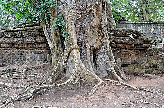 树,根部,遗址,庙宇,复杂,吴哥窟,世界遗产,收获,柬埔寨,亚洲