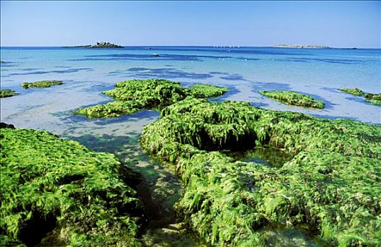 莫尔比昂省,海滩,深海,石头,遮盖,海草