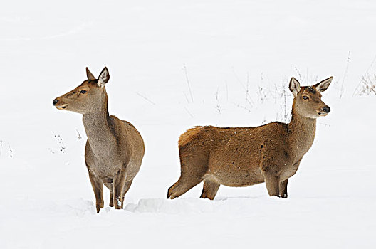 雌性,赤鹿,鹿属,鹿,冬天,巴伐利亚,德国
