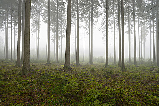 云杉,树林,早晨,雾气,奥登瓦尔德,黑森州,德国