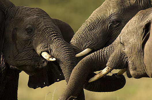 非洲象,玩,马赛马拉,肯尼亚,非洲