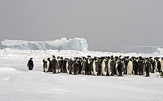 帝企鹅,企鹅,成年,站立,雪,雪丘岛,南极半岛,南极
